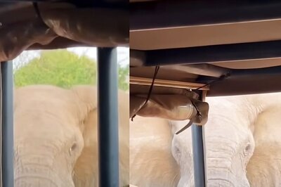 Elephant Picks Up And Throws Truck Full Of Tourists In This Spine-chilling Video