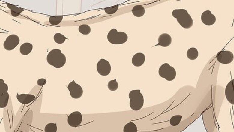 How to Tell a Cheetah and Leopard Apart