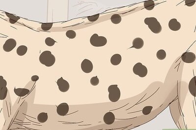 How to Tell a Cheetah and Leopard Apart