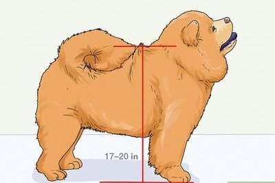 How to Identify a Chow Chow