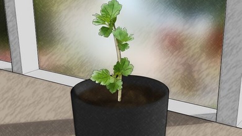 How to Grow Gooseberries