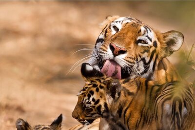 International Tiger Day 2021: Interesting Facts and the Importance of Wild Cats in Human Life