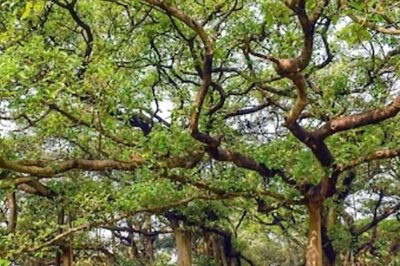 Kolkata's 255-year-old Banyan Tree: A Natural Wonder And Tourist Attraction