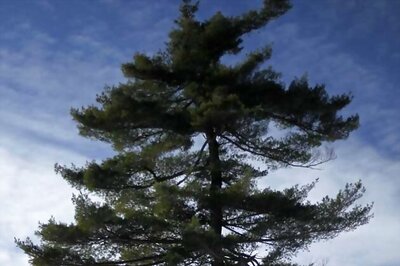 Minor tied to tree, tonsured for stealing Rs 30