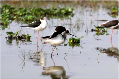 Once Infamous For Poaching, An Odisha Village Is Leading Example of Bird Conservation
