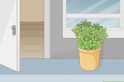 How to Use Mint As an Insect Repellent