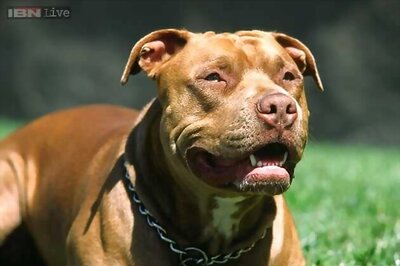 Dog drives 'tractor' on Scottish motorway, causing rush hour chaos