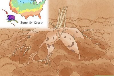 How to Store Dahlias over Winter