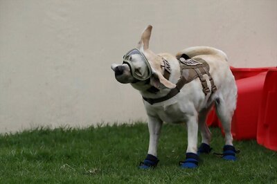 Mexican Rescue Dog Frida – The Symbol of Earthquake Hope