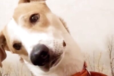 This Dog's 'Paw'Dorable Reaction Has Managed To Attract Tabu's Attention