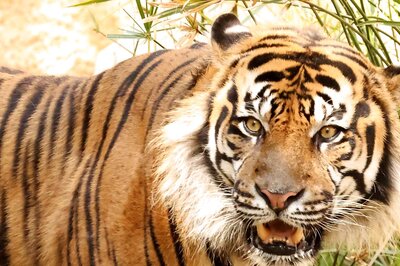 'Protect Wildlife': Tiger Spotted Crossing Road Amid Vehicles, Video Goes Viral