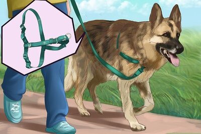 How to Teach Your Dog 