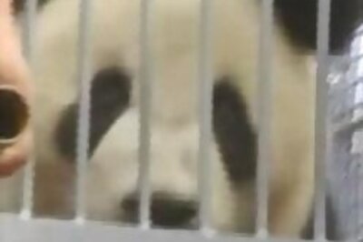 8 earthquake pandas arrive in Beijing for Olympics