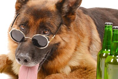 Want to Make Your Pet Your Drinking Buddy? Cat Wines and Dog Beers Are Here to Make Your Happy Hour More Fun