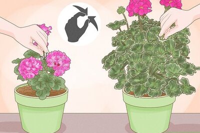 How to Prune Geraniums