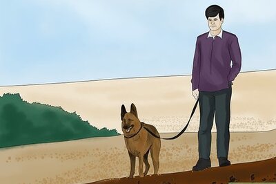 How to Avoid Losing Your Dog
