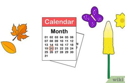 How to Plant Eremurus