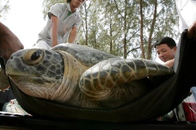 Hundreds of Rare Green Turtles Found Dead on Beaches of  Mexico, Killed by Microalgae