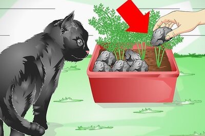 How to Keep a Cat out of Potted Plants