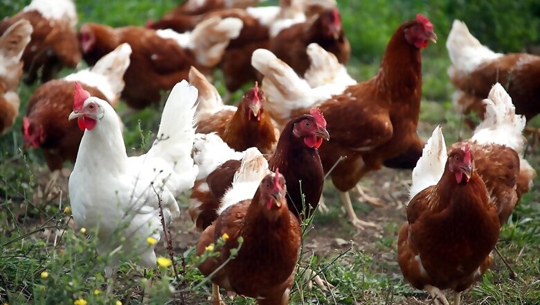 Dead Chicken Dumped in Maharashtra River over False Coronavirus Link