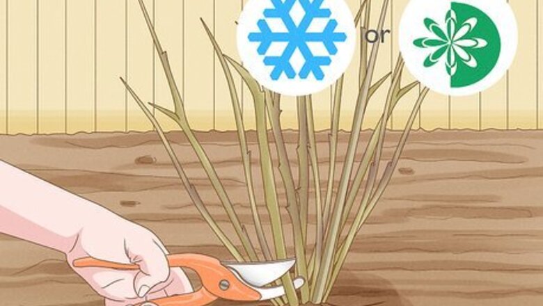How to Prune Vines