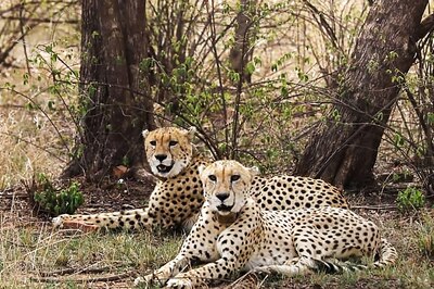 Days After Birth of Three Cubs, Kuno Loses One More Namibian Cheetah in Enclosure