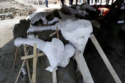 Mexican Airport Site Emerges As Major Graveyard Of Ice Age Mammoths