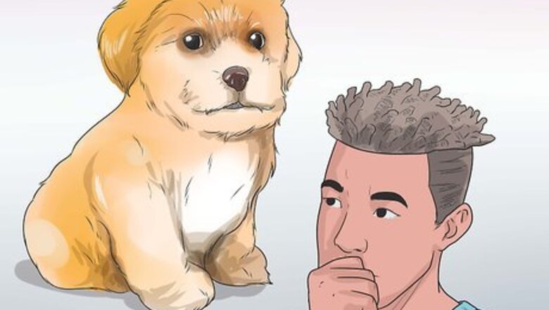 How to Care for Shihpoos