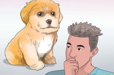 How to Care for Shihpoos