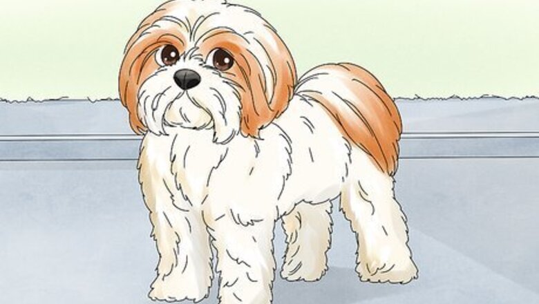 How to Treat a Dog UTI