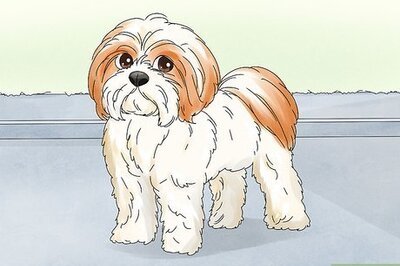 How to Treat a Dog UTI
