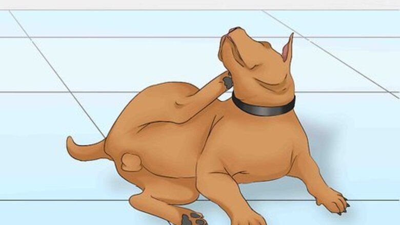 How to Treat Anaphylactic Shock in a Dog
