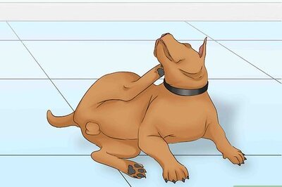 How to Treat Anaphylactic Shock in a Dog