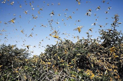 Govt Steps up Aerial Spray of Pesticide to Fight Locust Swarms