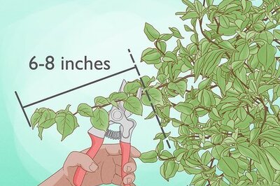 How to Propagate Bougainvillea
