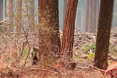 Wind Forecasts Brings New Worries To California Fire Lines