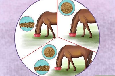 How to Keep a Horse Happy