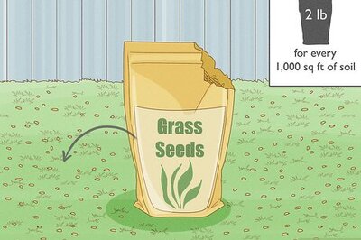 How to Get Rid of Quack Grass