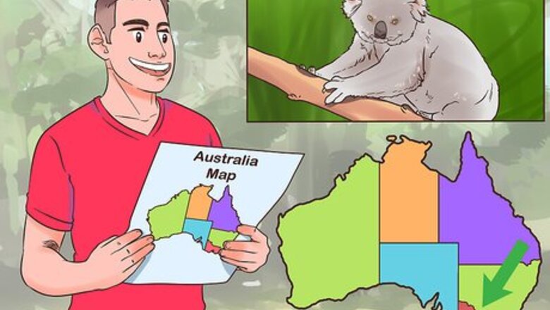 How to Spot Koalas