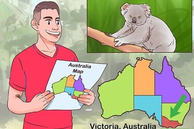 How to Spot Koalas