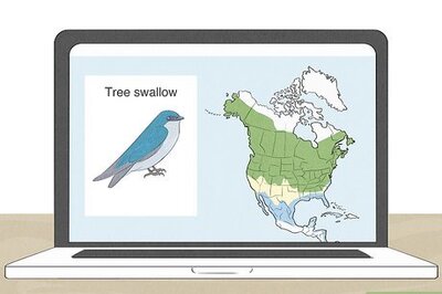 How to Attract Tree Swallows