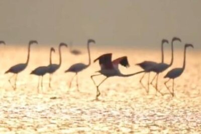 Witness Winged Beauty At Annual Flamingo Festival in Andhra Pradesh's Nellore District
