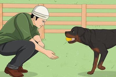 How to Bond with an Aloof Dog