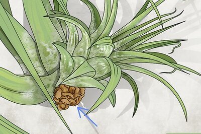 How to Propagate Air Plants