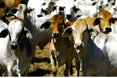 Centre to Withdraw Controversial Notification on Cattle Sale, Says Report