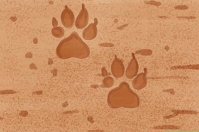 How to Track Animals