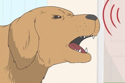 10 Ways to Spot a Fake Service Dog
