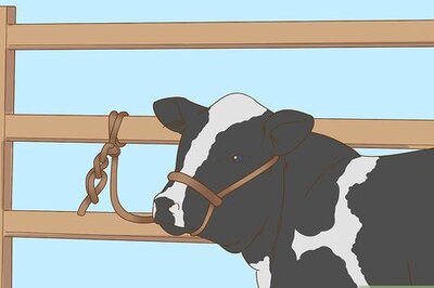 How to Milk a Cow