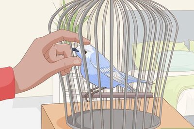 How to Train Your Bird