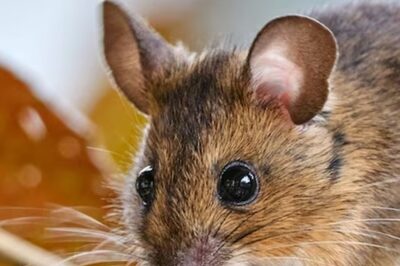 UK Sees Alarming Increase In Animal-Induced Vehicle Breakdowns: Report